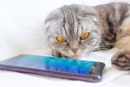 Scottish fold smart cat plays in the smartphone, lying on a white sheet. Pet and information technology.の写真素材
