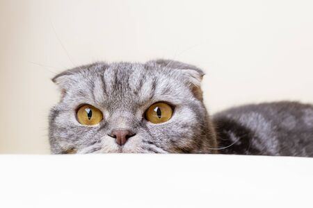A funny gray Scottish fold cat with yellow eyes sits at the table and looks away with curiosity....