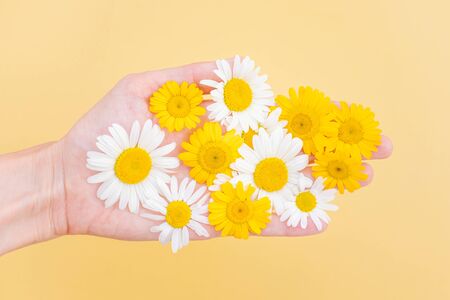 Yellow and white daisies on a female palm. Creative concept of spring, summer, flowers, floristry. Yellow background, top view, minimalism.の写真素材