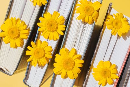 Yellow daisies between pages of books on a yellow background. The concept of summer reading, romantic sentimental literature.の写真素材