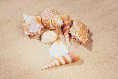 A variety of shells lie on the sand. The concept of summer vacation at sea. Sandy beach.