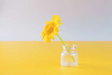 Yellow flower in a transparent miniature vase on a light and yellow background. Minimalism, the...