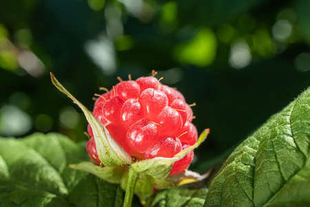 Ripe red raspberry berry hanging on a branch. Concept of berries harvest, healthy and tasty food,...
