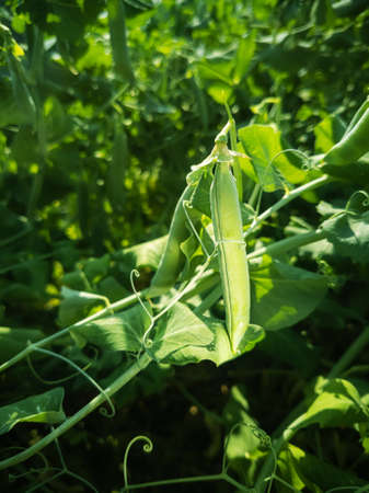 Pea pods hang on a branch. Bright sunshine. The concept of summer, harvest, healthy organic vitamin...