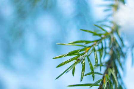 Coniferous branch close-up in winter, macro photo. The concept of winter holidays, new year,...