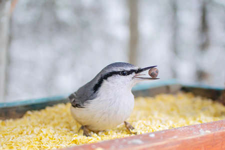 A small bird sits in a feeder filled with cereals and nuts. The bird holds a nut in its beak. The concept of wintering in the city, feeding birds.の写真素材