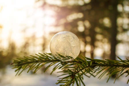 Frozen soap bubble closeup on a spruce branch. Frosty patterns on the surface of the bubble. Image in warm colors. Winter concept. Minimalism, background image.の写真素材