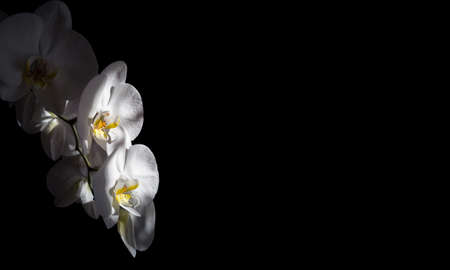 Large lovely white orchids on a black background. Copy space, stylish minimalistic image for postcard banner.の写真素材