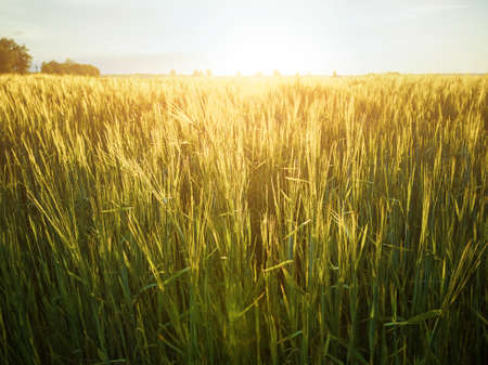Wheat field at sunset. The concept of cereals, organic food, agriculture.