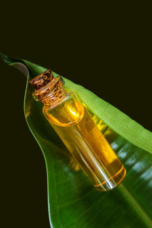 A miniature glass bottle with natural essential oil lies on a green leaf. The concept of organic essences, natural beauty and health products. Modern apothecary.の写真素材