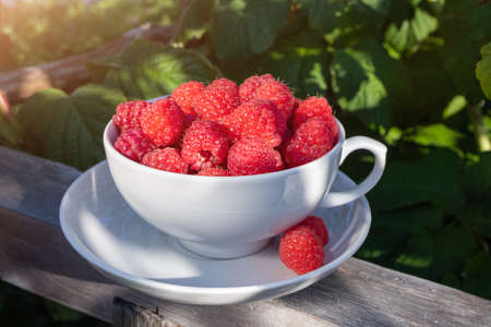A white cup with fresh ripe raspberries stands against a background of bushes. Natural organic drinks concept.の写真素材