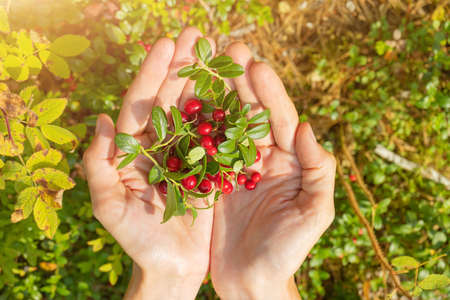 Ripe lingonberry in female hands on the background of forest grass. The concept of wild plants, healthy organic food, vitamins, gifts of the forest.の写真素材
