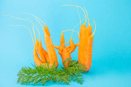 Strange funny shaped carrots on a blue background. Vegetable crops concept. Minimalism, copy space. Ugly carrot.の写真素材