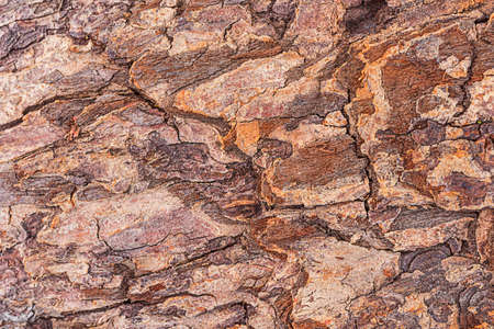 Close-up tree bark, beautiful texture. Background natural abstract image, copy space.の写真素材