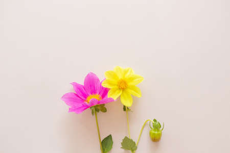 Pink and yellow dahlia flowers on a pastel background. Bright floral concept for the holiday,...