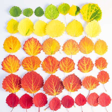 Autumn flat lay: green, yellow and red leaves are arranged by color. Natural gradient. View from...
