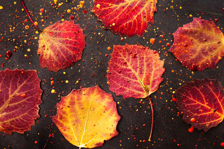 Lingonberries on twigs on a dark background with bright beautiful splashes of red and burgundy...