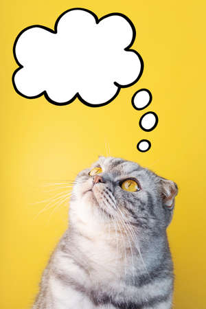 Portrait of a gray in black striped Scottish Fold cat and bubble with yellow eyes close-up on a yellow background. Cute funny curious pet.の写真素材
