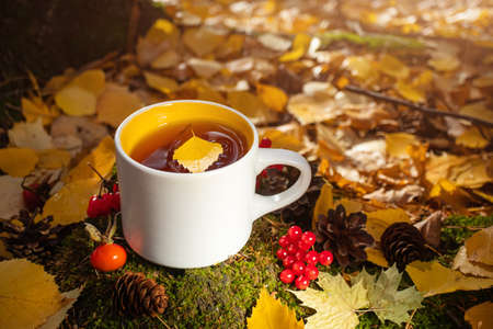 A cup of fresh hot tea is among the autumn leaves, cones, berries, rose hips. Concept for natural drinks, hiking, camping, autumn season.の写真素材