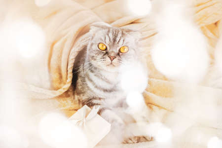 A gray Scottish fold cat with yellow eyes sits on a blanket with a Christmas present in its paws....