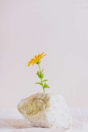 Orange flower on a stone, light pastel background. Tranquility concept.の写真素材