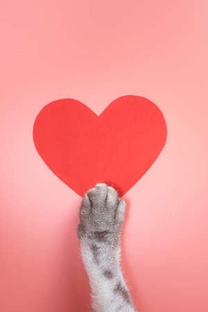 Cat paws and paper red heart on a pink background. Cute pet love concept. Top view, minimalism, copy space.の写真素材