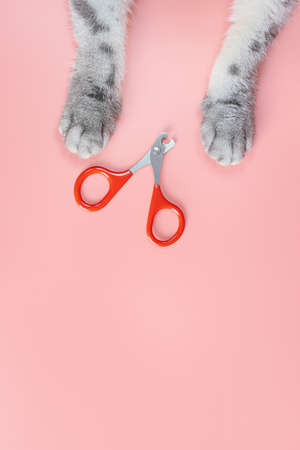 Cat nail clippers, claw scissors, and cat paws on a pink background. Pet hygiene care concept. Top view, minimalism, copy space.の写真素材