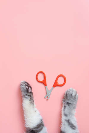 Cat nail clippers, claw scissors, and cat paws on a pink background. Pet hygiene care concept. Top view, minimalism, copy space.の写真素材