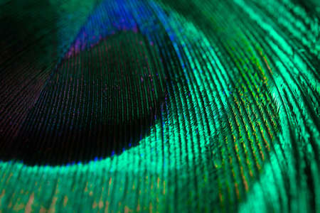 Peacock feather close-up, macro photography. Saturated iridescent hues, spectacular holiday background abstract image.の写真素材