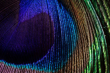 Peacock feather close-up, macro photography. Saturated iridescent hues, spectacular holiday background abstract image.の写真素材