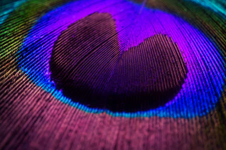 Peacock feather close-up, macro photography. Saturated iridescent hues, spectacular holiday background abstract image.の写真素材