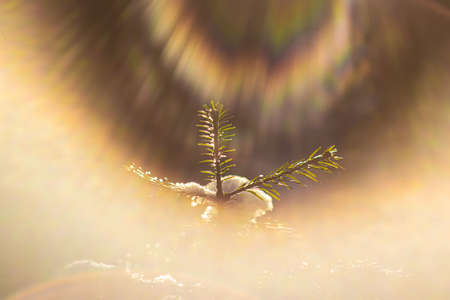 Small Christmas tree in the forest in winter close-up. The sun's rays shine brightly. A bright frosty day. Soft focus.の写真素材