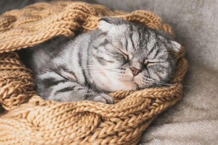 The gray Scottish fold cat sleeps wrapped in a warm beige scarf. Cozy cute warm home concept with a pet.の写真素材