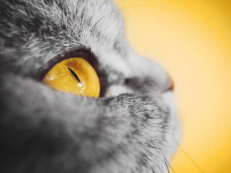 Yellow eye of a gray striped cat close-up. Yellow background, copyspace. Macro photo. The concept of...