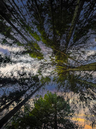 Crowns of trees, bottom view. The concept of forest, nature.の写真素材