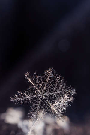 Snowflakes close-up. Macro photo. The concept of winter, cold, beauty of nature. Copy space.の写真素材