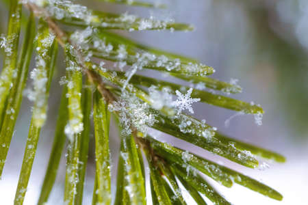 Snowflakes on a spruce branch close-up. Macro photo. The concept of winter, cold, beauty of nature....