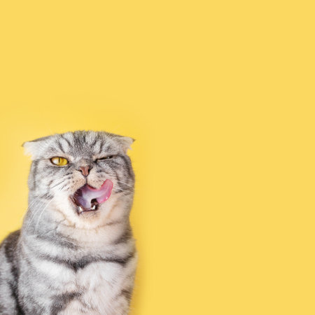 The gray Scottish Fold cat licks its lips amusingly, stuck out its tongue. Cute pet. Yellow background, close-up portrait.の写真素材