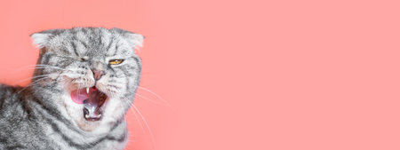 The gray Scottish Fold cat licks its lips amusingly, stuck out its tongue. Cute pet. Pink background, close-up portrait. Bannerの写真素材