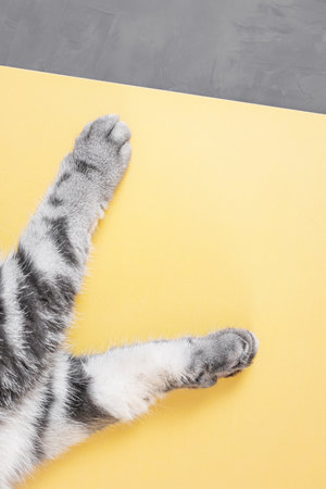 Gray cat paws on a yellow-gray background. Top view, copy space. Pet care concept. Trending colors.