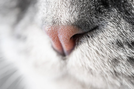 The nose of a gray cat close-up. Macro photo. Pet care concept. Copyspace, minimalism. Banner for zoo themes.の写真素材