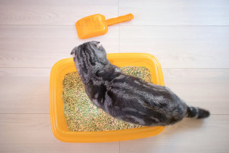 A gray striped Scottish Fold cat in an orange tray filled with tofu. Pet hygiene concept, cat litter.の写真素材