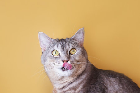 The gray cat licks its lips amusingly, stuck out its tongue. Cute pet. Yellow background, close-up portrait.の写真素材