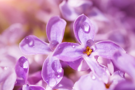 Lilac flowers close-up, detailed macro photo. Soft focus. The concept of flowering, spring, summer, holiday. Great image for cards, banners.の写真素材