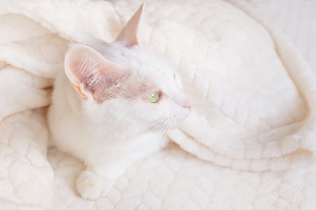 White cat sleeps wrapped in a warm beige plaid. Cozy cute warm home concept with a petの写真素材