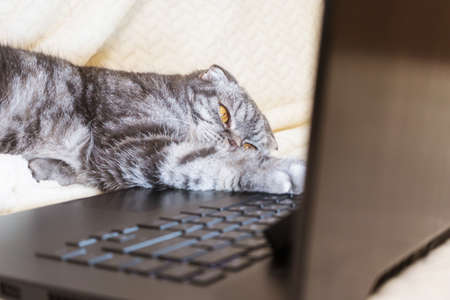 A black and gray striped Scottish fold cat with yellow eyes looks at a laptop monitor while lying on a sofa. Cute funny pet. Creative home work concept, video for cats. Copy space, light background.の写真素材