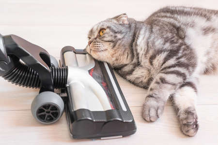 The cat is not afraid of the vacuum cleaner. Upright vacuum cleaner brush on the laminate floor next to a gray scottish fold cat close-up. House cleaning concept.の写真素材