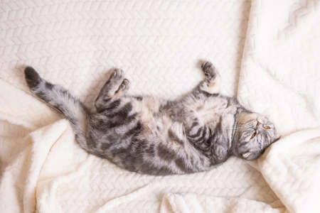 The gray Scottish fold cat lies wrapped in a warm beige plaid. Cozy cute warm home concept with a petの写真素材
