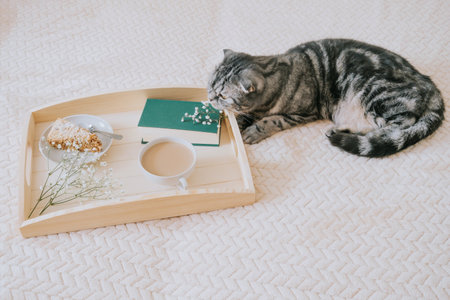 Wooden tray with coffee and milk, cake, book and small white flowers on a light blanket. Nearby lies a gray Scottish Fold cat. Morning cozy concept.の写真素材