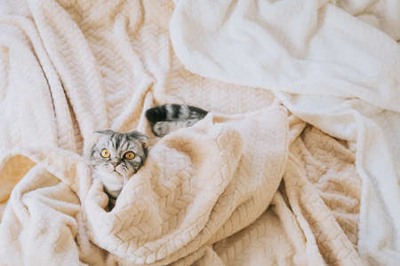 The gray scottish fold cat gray in a black strip with yellow eyes lies on a bed. Concept stay home morning. Cute funny cat.の写真素材